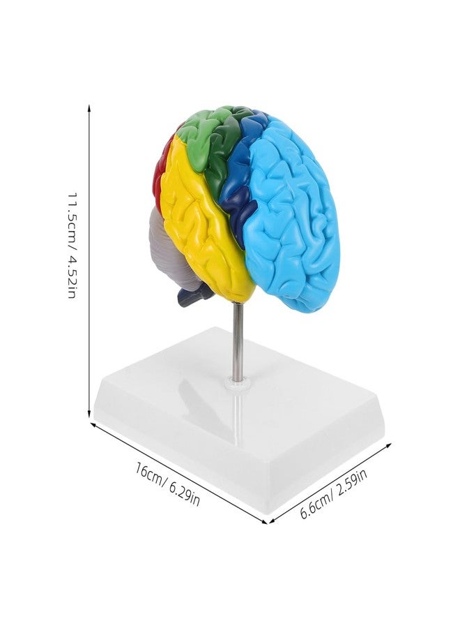 TOPPERFUN Human Brain Model Right Hemisphere 1 1 Scale Anatomical Brain Model for Neuroscience Psychology Education Teaching Tools 6.29X4.52X2.59 Inches - Image 2